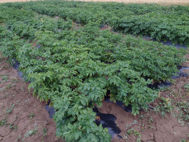 📸 Další fotky z naší spolupráce s ČZU v Praze! Jak jsme slíbili, přinášíme vám další pohled na výsledky testování...