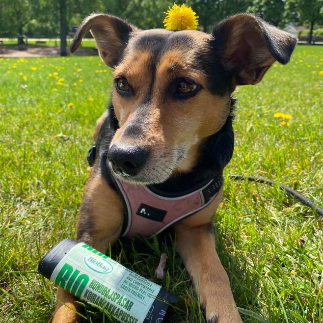 🌍 Myslete ekologicky i při venčení! 🐾 Víte, že plastové sáčky na psí exkrementy se rozkládají více než 100 let? Naše...